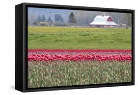 Red Tulip Barn-Dana Styber-Framed Stretched Canvas