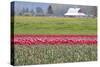 Red Tulip Barn-Dana Styber-Stretched Canvas