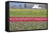 Red Tulip Barn-Dana Styber-Framed Stretched Canvas