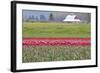 Red Tulip Barn-Dana Styber-Framed Photographic Print