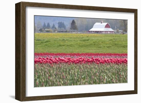 Red Tulip Barn-Dana Styber-Framed Photographic Print