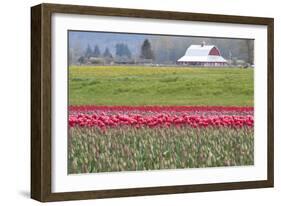 Red Tulip Barn-Dana Styber-Framed Photographic Print