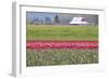 Red Tulip Barn-Dana Styber-Framed Photographic Print