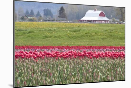 Red Tulip Barn-Dana Styber-Mounted Photographic Print