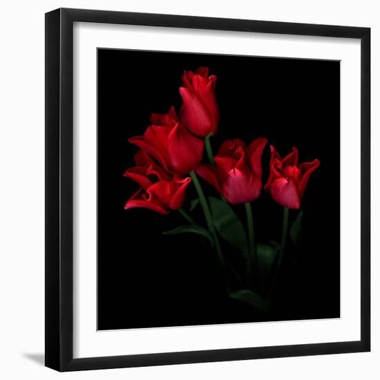 Red Tulip Bouquet-Magda Indigo-Framed Photographic Print