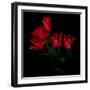 Red Tulip Bouquet-Magda Indigo-Framed Photographic Print