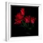 Red Tulip Bouquet-Magda Indigo-Framed Photographic Print