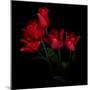 Red Tulip Bouquet-Magda Indigo-Mounted Photographic Print