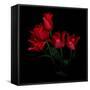 Red Tulip Bouquet-Magda Indigo-Framed Stretched Canvas