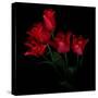 Red Tulip Bouquet-Magda Indigo-Stretched Canvas