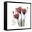 Red Tulip Faith-Albert Koetsier-Framed Stretched Canvas