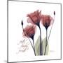 Red Tulip Faith-Albert Koetsier-Mounted Premium Giclee Print