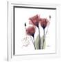 Red Tulip Faith-Albert Koetsier-Framed Premium Giclee Print