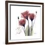 Red Tulip Faith-Albert Koetsier-Framed Premium Giclee Print