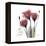 Red Tulip Faith-Albert Koetsier-Framed Stretched Canvas