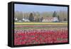 Red Tulip Farm-Dana Styber-Framed Stretched Canvas