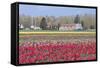 Red Tulip Farm-Dana Styber-Framed Stretched Canvas