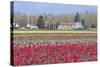 Red Tulip Farm-Dana Styber-Stretched Canvas