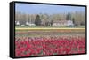 Red Tulip Farm-Dana Styber-Framed Stretched Canvas