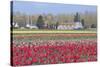 Red Tulip Farm-Dana Styber-Stretched Canvas