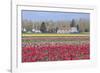 Red Tulip Farm-Dana Styber-Framed Photographic Print