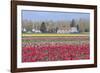 Red Tulip Farm-Dana Styber-Framed Photographic Print