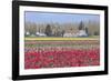 Red Tulip Farm-Dana Styber-Framed Photographic Print