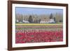 Red Tulip Farm-Dana Styber-Framed Photographic Print