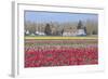 Red Tulip Farm-Dana Styber-Framed Photographic Print