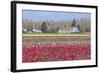 Red Tulip Farm-Dana Styber-Framed Photographic Print