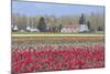 Red Tulip Farm-Dana Styber-Mounted Photographic Print