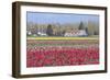 Red Tulip Farm-Dana Styber-Framed Photographic Print