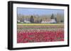 Red Tulip Farm-Dana Styber-Framed Photographic Print