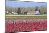 Red Tulip Farm-Dana Styber-Mounted Photographic Print