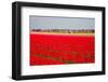 Red Tulip Field-ErikdeGraaf-Framed Photographic Print