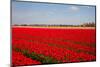 Red Tulip Field-ErikdeGraaf-Mounted Photographic Print