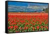 Red Tulip Field-Lantern Press-Framed Stretched Canvas