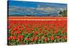 Red Tulip Field-Lantern Press-Stretched Canvas