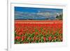 Red Tulip Field-Lantern Press-Framed Art Print