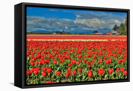 Red Tulip Field-Lantern Press-Framed Stretched Canvas