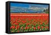 Red Tulip Field-Lantern Press-Framed Stretched Canvas