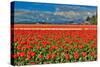 Red Tulip Field-Lantern Press-Stretched Canvas