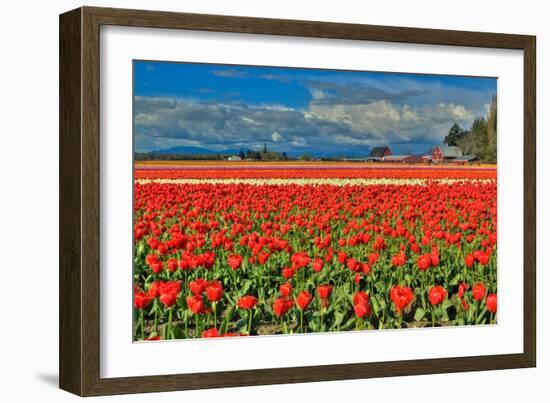 Red Tulip Field-Lantern Press-Framed Art Print