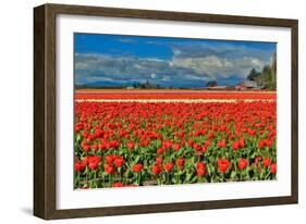 Red Tulip Field-Lantern Press-Framed Art Print