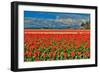 Red Tulip Field-Lantern Press-Framed Art Print