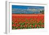 Red Tulip Field-Lantern Press-Framed Art Print