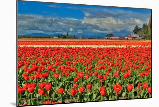 Red Tulip Field-Lantern Press-Mounted Art Print