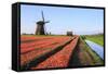 Red Tulip Fields and Blue Sky Frame the Windmill in Spring, Netherlands-Roberto Moiola-Framed Stretched Canvas