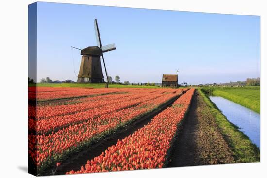 Red Tulip Fields and Blue Sky Frame the Windmill in Spring, Netherlands-Roberto Moiola-Stretched Canvas