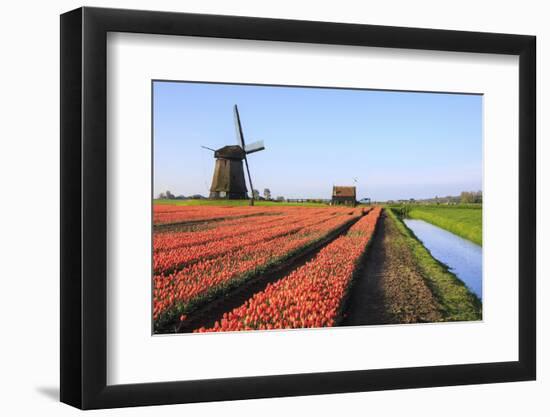 Red Tulip Fields and Blue Sky Frame the Windmill in Spring, Netherlands-Roberto Moiola-Framed Photographic Print